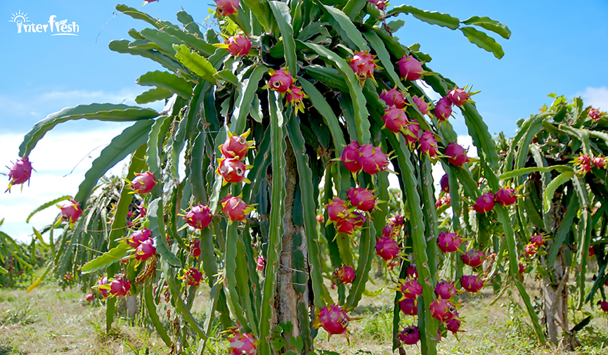 8 Tropical Fruits That Are Good for Your Health