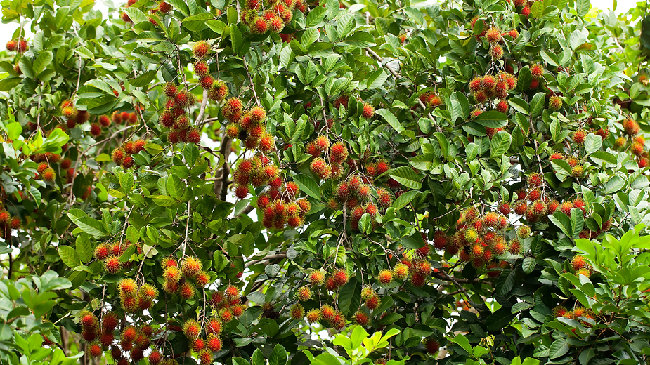 Chôm Chôm - Vietnamese Rambutan A Tropical Delight