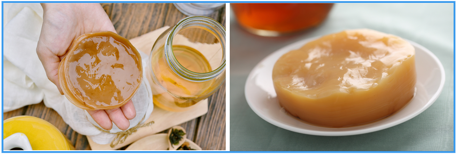 Crafting Manual SCOBY with Interfresh Your Essential Guide to DIY Kombucha Creation