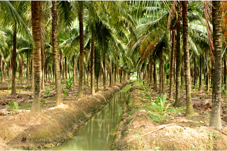 Discover the Refreshing Taste and Health Benefits of Coconut Water from Vietnam by Interfresh