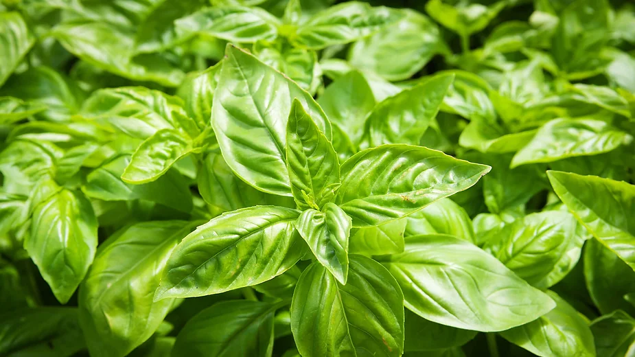 Exploring Basil Varieties And The Cultivation Of Basil Seeds For ...