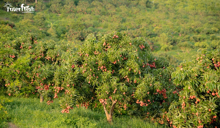 From Farm to Family The Journey of Fresh Fruit to Your Glass