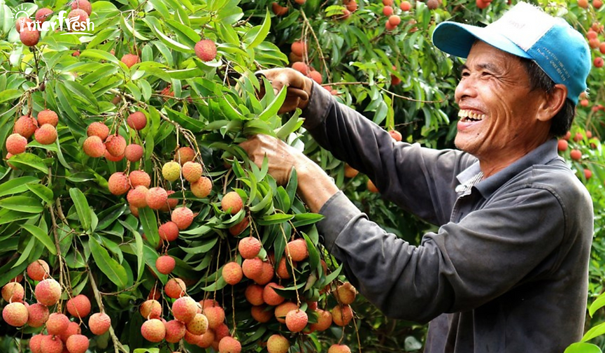 From Farm to Family The Journey of Fresh Fruit to Your Glass