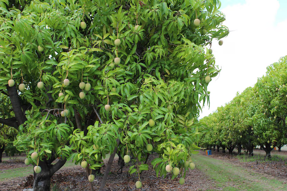 Harnessing Vietnam's Bounty Fruit Diversity in Beverage Manufacturing