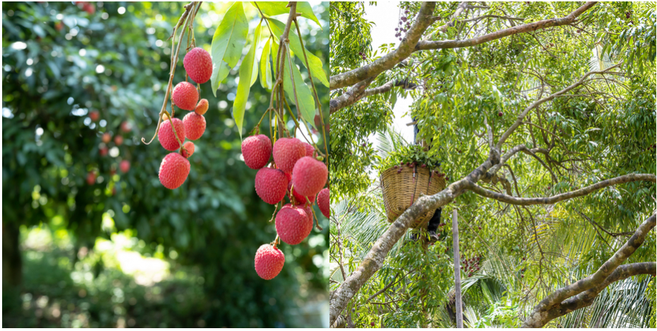 Harnessing Vietnam's Bounty Fruit Diversity in Beverage Manufacturing