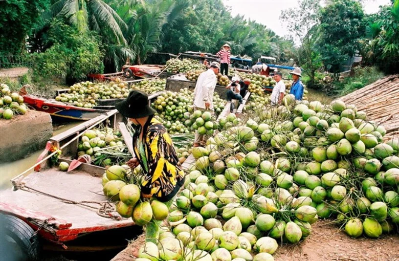 Harnessing Vietnam's Bounty Fruit Diversity in Beverage Manufacturing