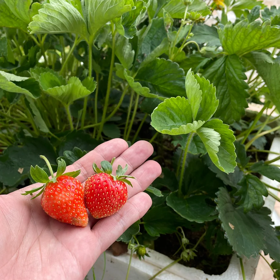 Knowledge about Strawberries Vietnamese and World Strawberries