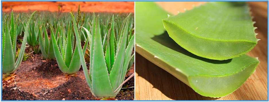 The Essence of Aloe Vera from Vietnam by Interfresh