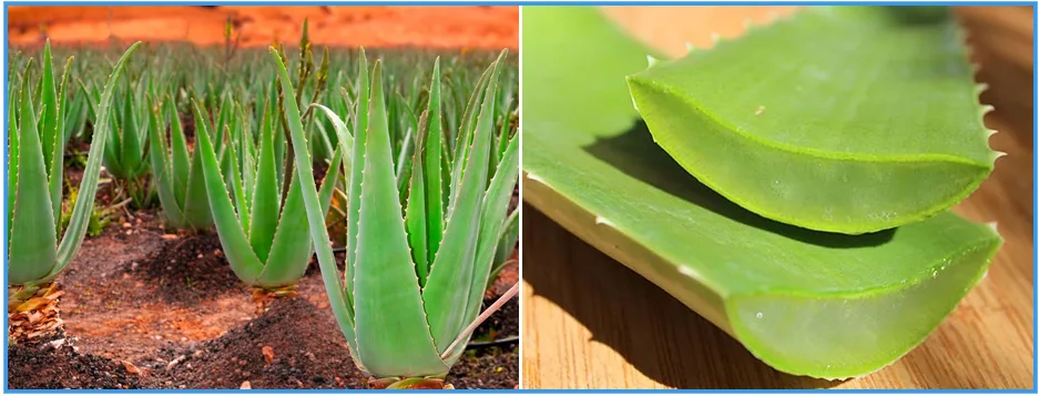 The Essence Of Aloe Vera From Vietnam By Interfresh - Interfresh.com.vn