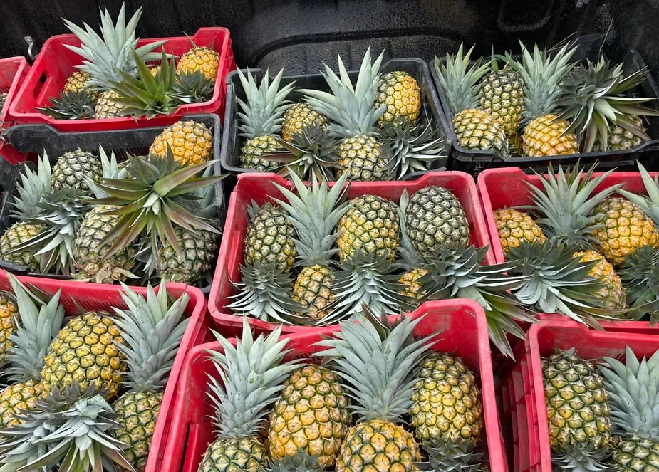 The Popular Types of Pineapple in Vietnam and Their Uses