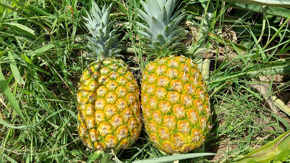 The Popular Types of Pineapple in Vietnam and Their Uses