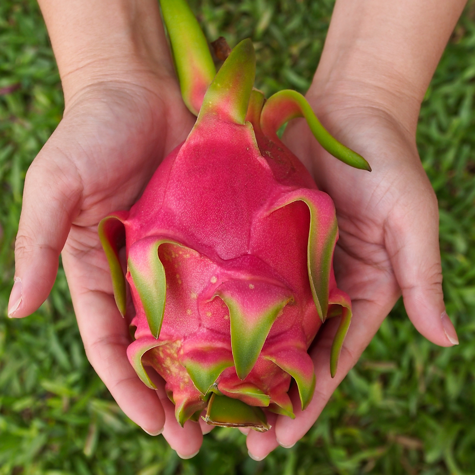 Vietnamese Dragon Fruit Vietnam's Exotic Treasure and Its Global Appeal