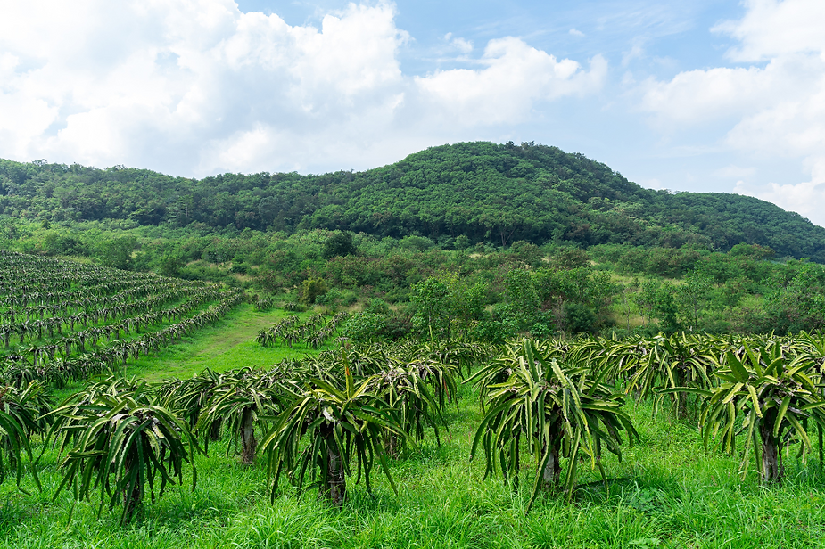 Vietnamese Dragon Fruit Vietnam's Exotic Treasure and Its Global Appeal