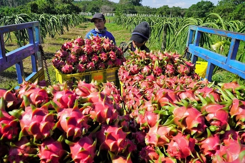 Vietnamese Dragon Fruit Vietnam's Exotic Treasure and Its Global Appeal