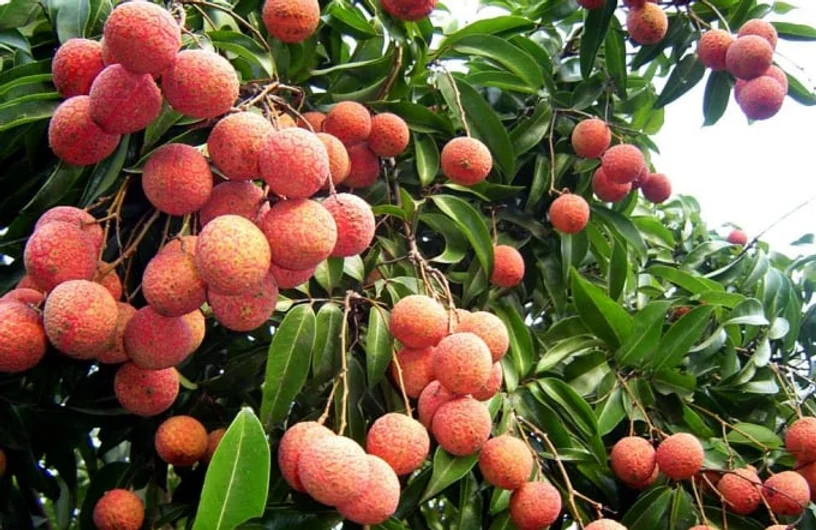 Vietnamese Lychee a specialty fruit