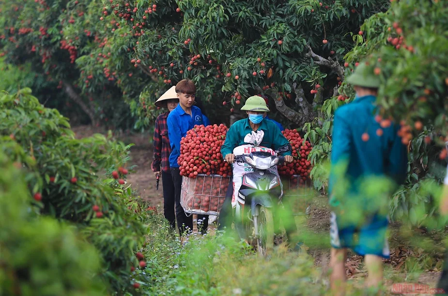 Vietnamese Lychee a specialty fruit