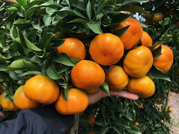 Vietnamese Oranges Varieties, Cuisine, Health Benefits, and Consumption Guidelines