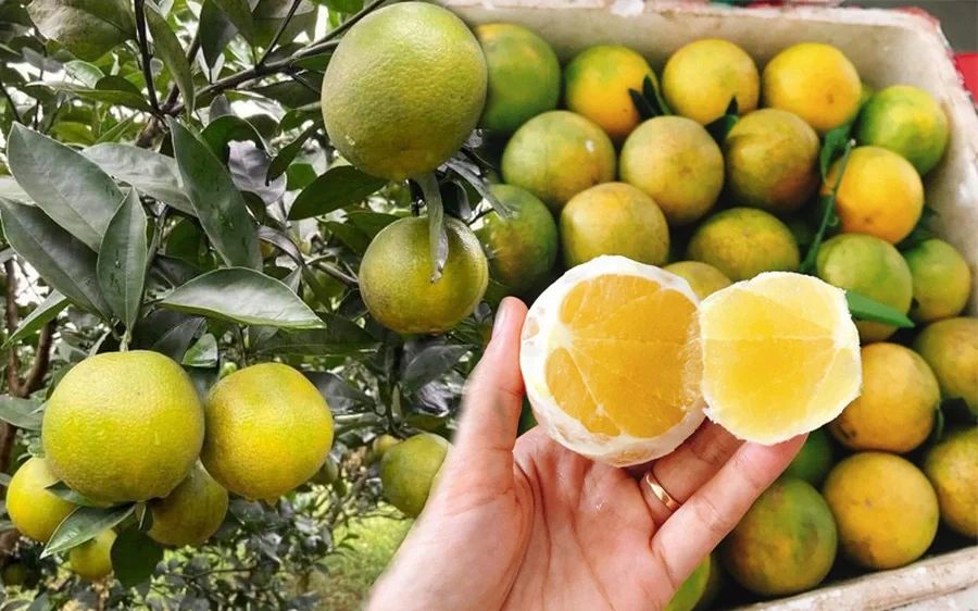 Vietnamese Oranges Varieties, Cuisine, Health Benefits, and Consumption Guidelines