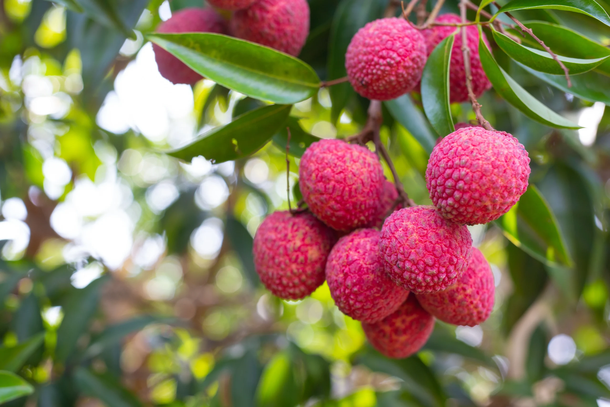 lychee vietnam