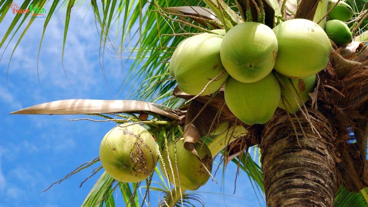 Creative Applications of Coconut Water