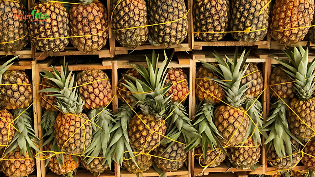 Pineapples originated in South America