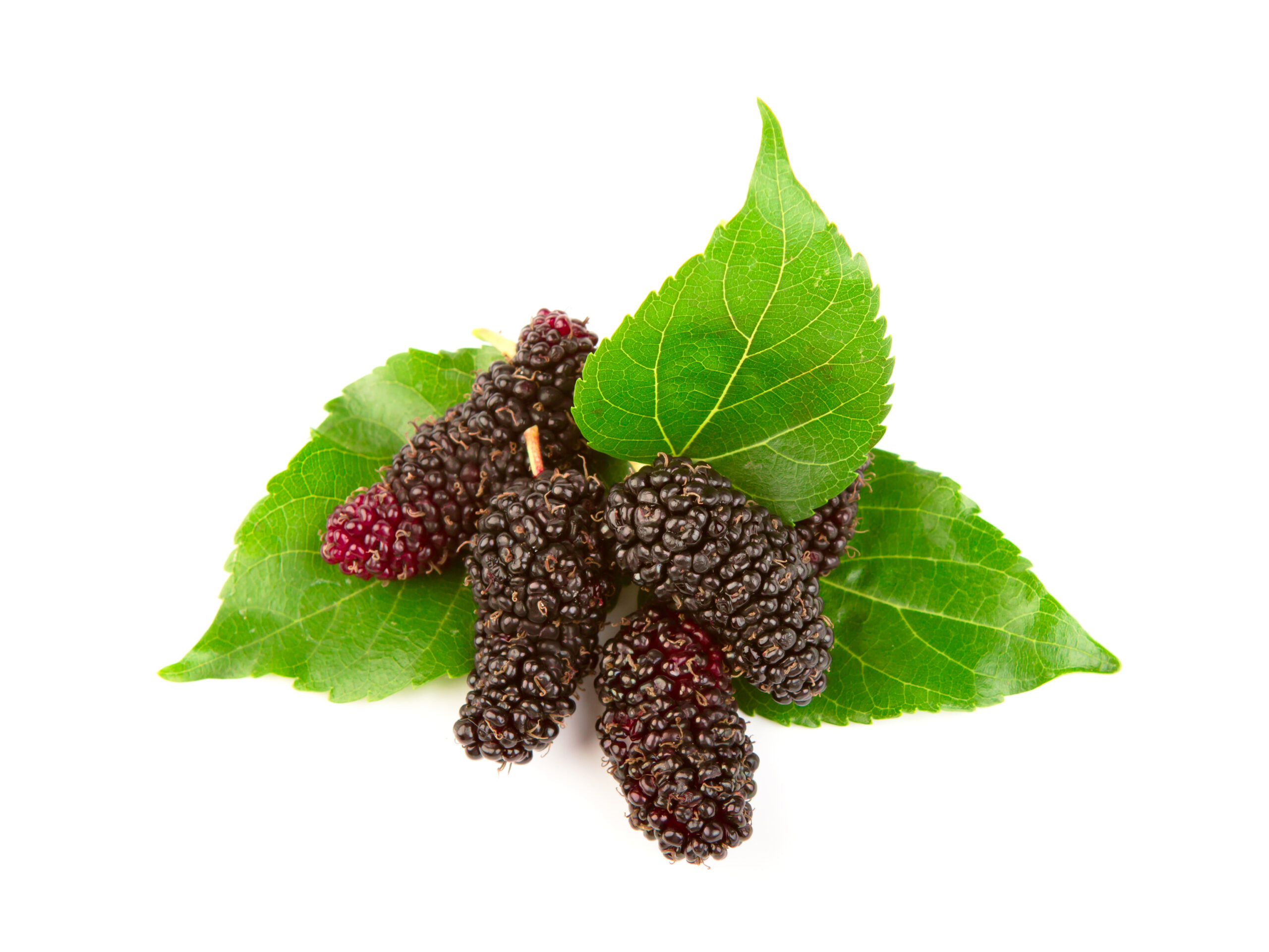 Mulberry flavours