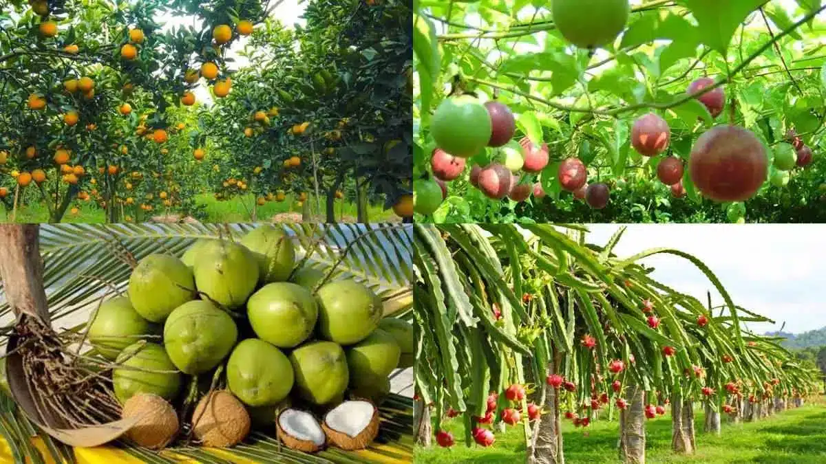 Drink-wholesalers-vietnam-fruit_