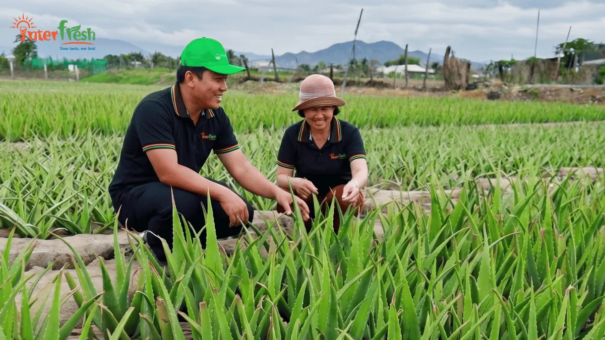 Aloe Vera Drink Manufacturer & OEM Vietnam Your Trusted Global Partner for Bulk Supply, Private Label, and Wholesale Aloe Vera Beverages 1 Premium aloe vera plantation in Vietnam - Source of high-quality raw material for aloe vera drink manufacturer Interfresh