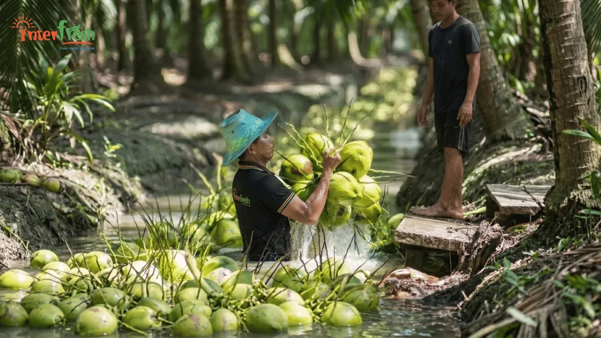 Mekong Delta coconut farms in Ben Tre Vietnam - source of premium coconut water for export