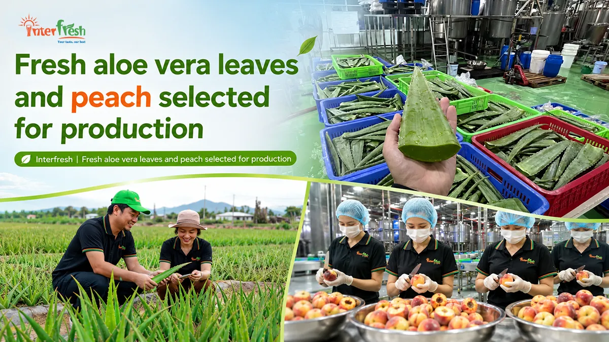 Peach Aloe Vera Juice Wholesale: OEM Manufacturer Vietnam 20 Fresh aloe vera leaves selected for peach aloe vera juice production