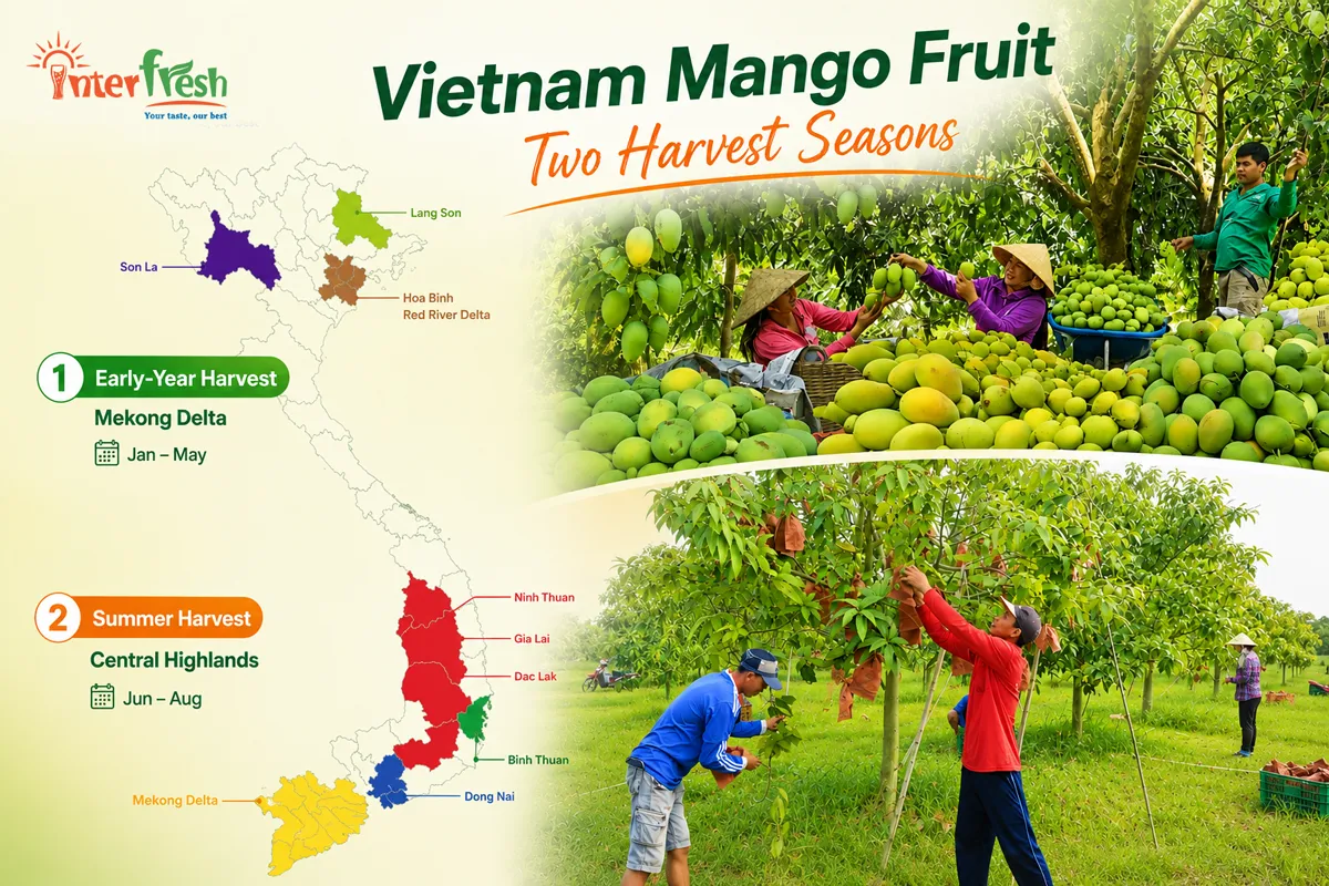 Mango Juice OEM for USA Market: FDA Compliant Vietnam Supplier 1 Mango grows across two harvest seasons in the Mekong Delta and the Central Highlands (Vietnam)